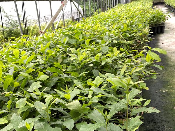 有限会社　旭林造園土木〈きょくりんぞうえんどぼく〉